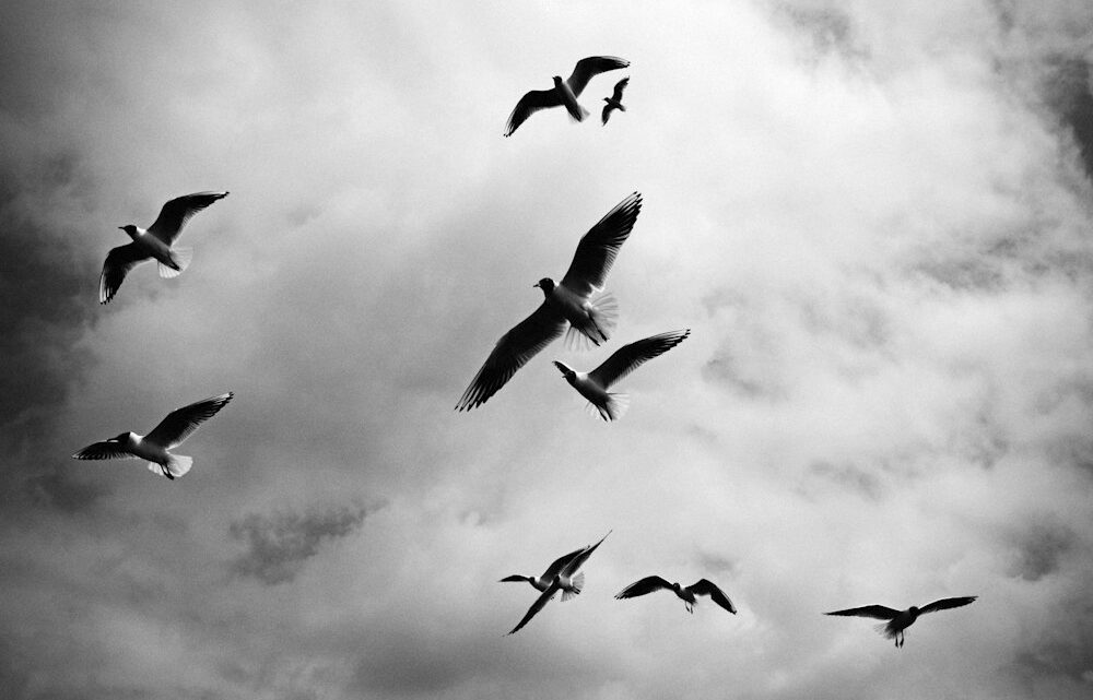 LA LIBERTAD DE LOS PÁJAROS ES ORGÁNICA