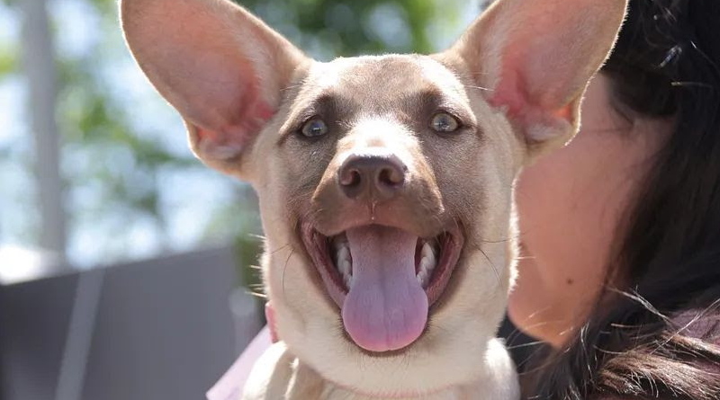 MORÓN CELEBRA LA SEMANA DE LOS ANIMALES CON UNA CAMPAÑA GRATUITA DE VACUNACIÓN ANTIRRÁBICA