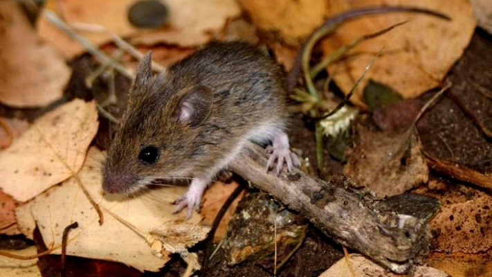 ALERTA EN BARILOCHE POR UN CASO DE HANTAVIRUS: UN HOMBRE DE 45 AÑOS PERMANECE INTERNADO EN TERAPIA INTENSIVA